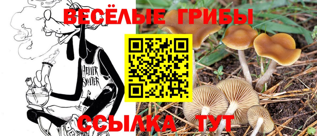 Псилоцибиновые грибы Psilocybine cubensis  Вход с VPN  что такое   Галлюциногенные грибы Psilocybine cubensis  Электрогорск 